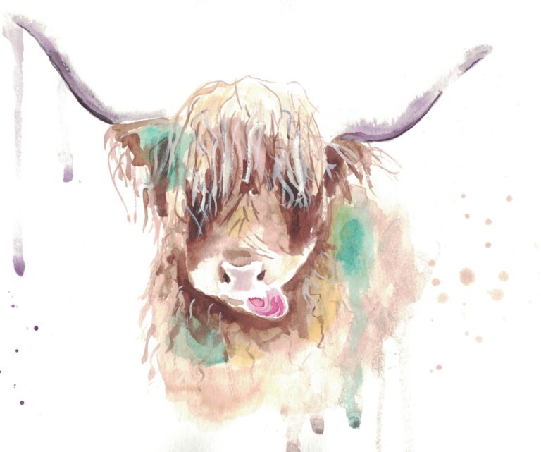 highland cow