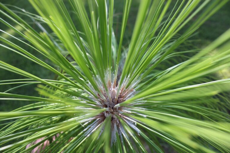 longleaf pine 1546715 1280